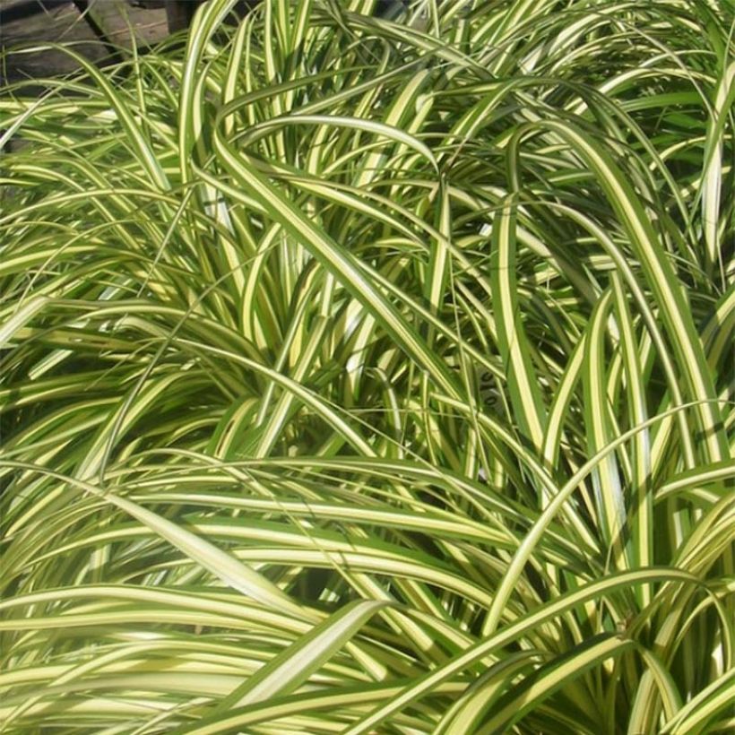 Carex morrowii Aureovariegata - Japanse zegge (Blad)