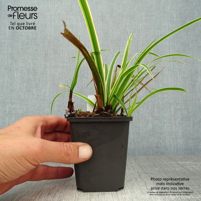Exemplaar van Carex morrowii Aureovariegata - Japanse zegge Kweekpotje van 8/9 cm zoals geleverd in de herfst