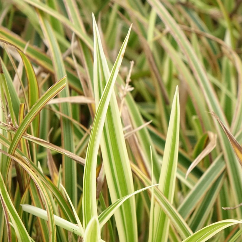 Carex morrowii Goldband - Japanse zegge (Blad)