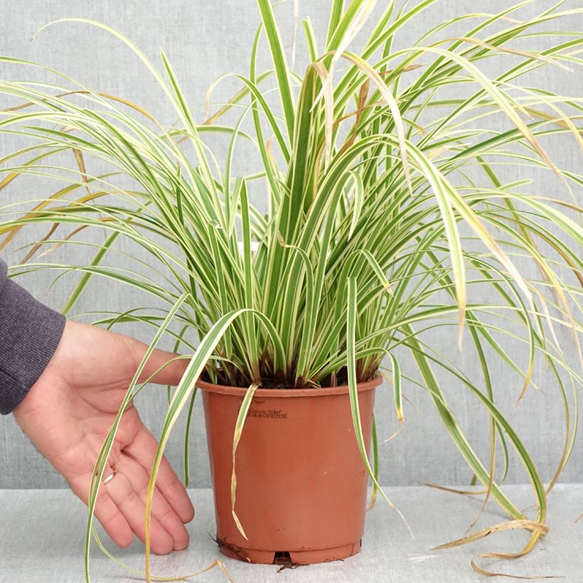 Exemplaar van Carex morrowii Goldband - Japanse zegge Pot van 1 l/1,5 l zoals geleverd in de herfst