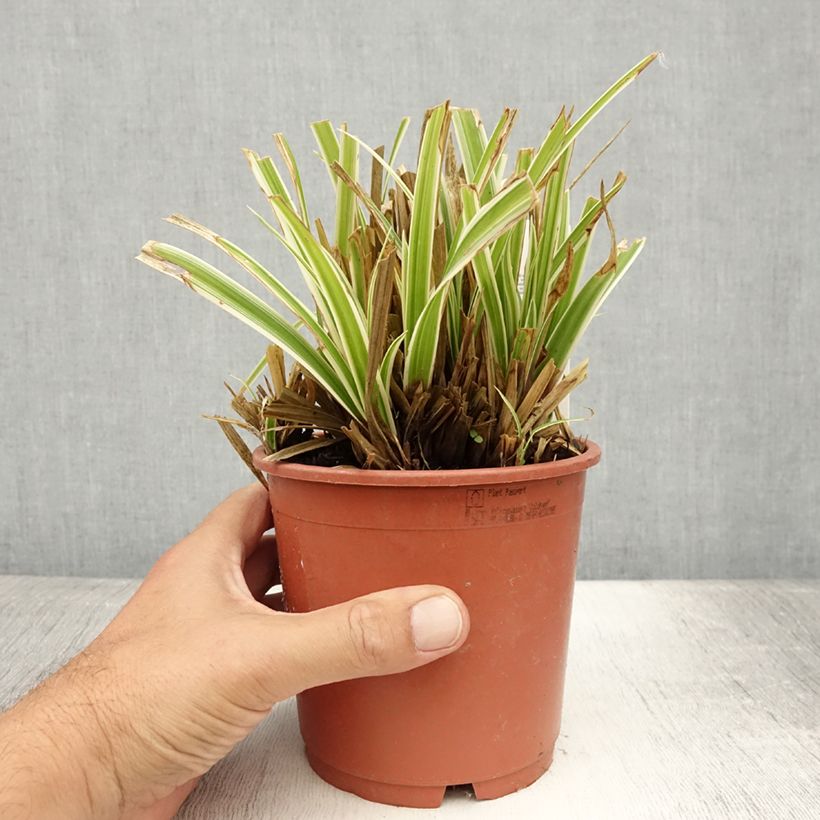 Exemplaar van Carex morrowii Goldband - Japanse zegge Pot van 1 l/1,5 l zoals geleverd in de zomer