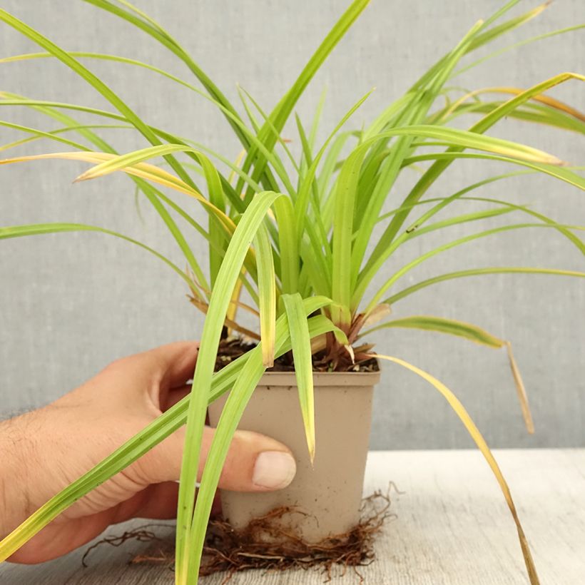 Exemplaar van Carex morrowii Irish Green - Japanse zegge Kweekpotje van 8/9 cm zoals geleverd in de herfst