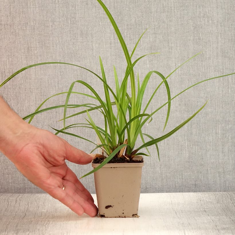 Exemplaar van Carex morrowii Irish Green - Japanse zegge Kweekpotje van 8/9 cm zoals geleverd in de zomer