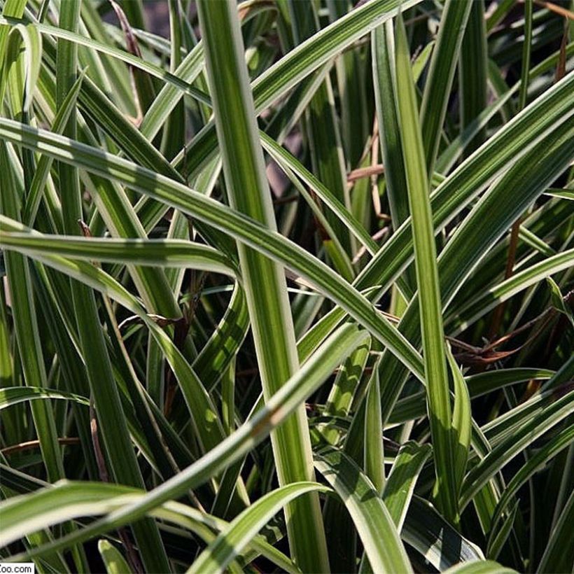 Carex morrowii Variegata - Japanse zegge (Blad)