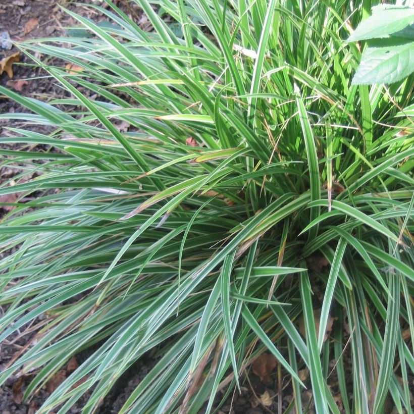 Carex morrowii Variegata - Japanse zegge (Groeiplaats)