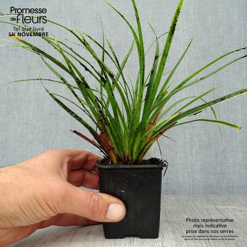 Exemplaar van Carex morrowii Variegata - Japanse zegge Kweekpotje van 8/9 cm zoals geleverd in de herfst