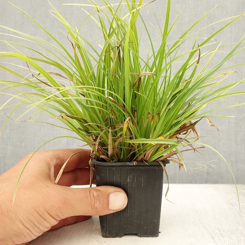 Exemplaar van Carex morrowii Variegata - Japanse zegge Kweekpotje van 8/9 cm zoals geleverd in de zomer