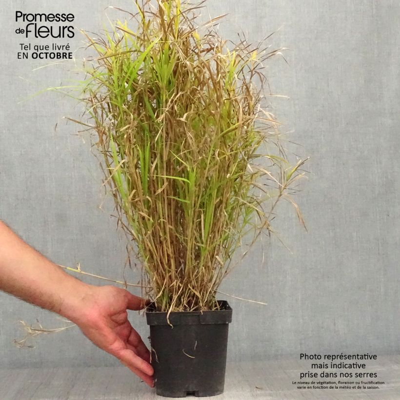 Exemplaar van Carex muskingumensis - Palmzegge Pot van 2 l/3 l zoals geleverd in de herfst