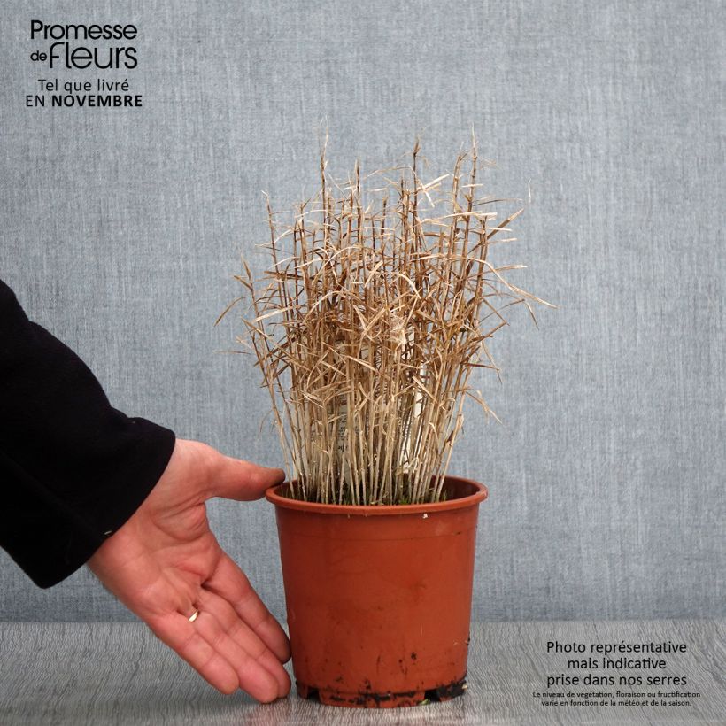 Exemplaar van Carex muskingumensis Little Midge - Laîche d'Amérique Pot de 1L/1,5L zoals geleverd in de herfst