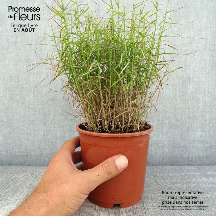 Exemplaar van Carex muskingumensis Little Midge - Palmzegge Pot van 1 l/1,5 l zoals geleverd in de zomer