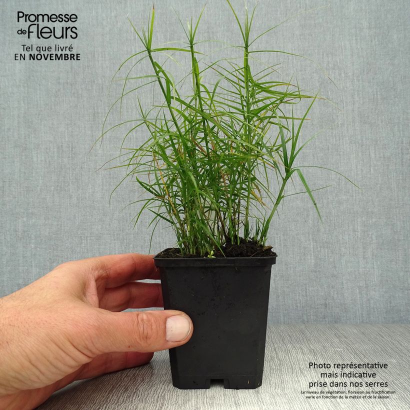 Exemplaar van Carex muskingumensis Little Midge - Palmzegge Kweekpotje van 8/9 cm zoals geleverd in de herfst