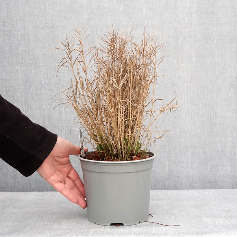Exemplaar van Carex muskingumensis Little Midge - Laîche d'Amérique Pot de 3L/4L zoals geleverd in de winter