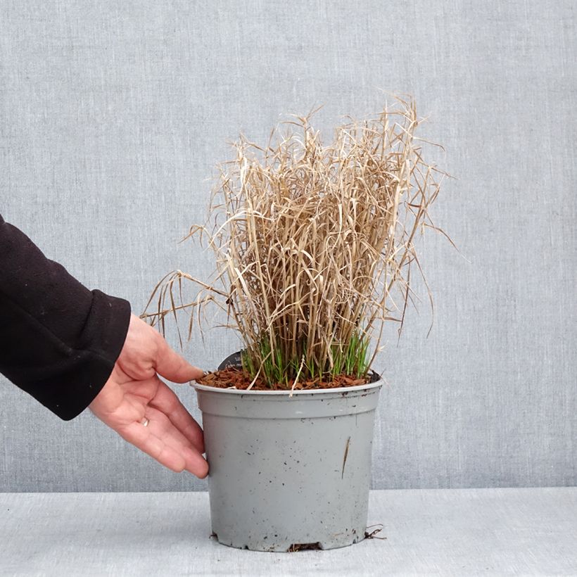 Exemplaar van Carex muskingumensis Little Midge - Palmzegge Pot van 3 l/4 l zoals geleverd in de lente