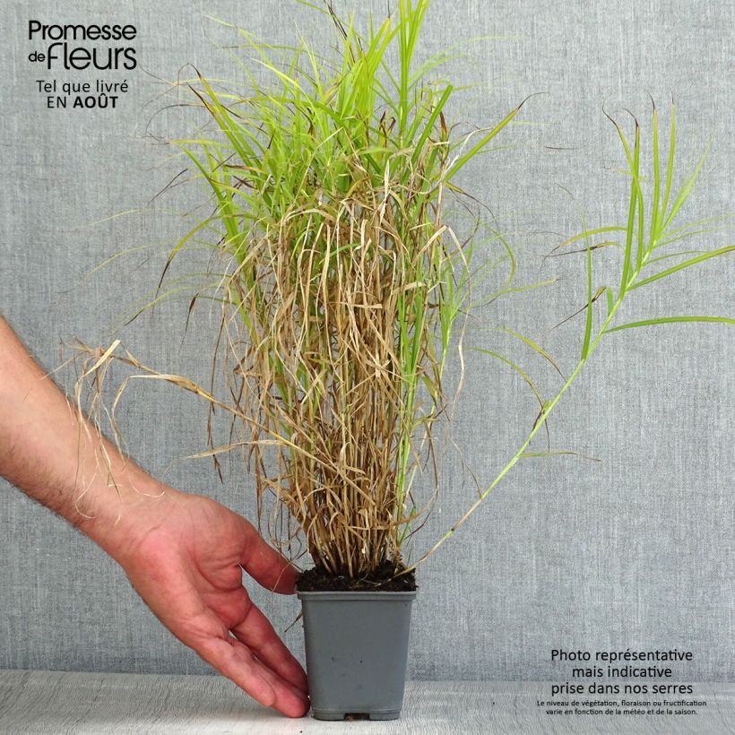 Exemplaar van Carex muskingumensis Oehme - Palmzegge Kweekpotje van 8/9 cm zoals geleverd in de zomer