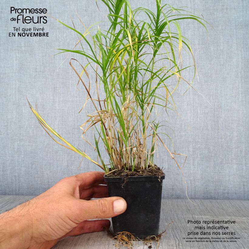 Exemplaar van Carex muskingumensis Silberstreif - Palmzegge Kweekpotje van 8/9 cm zoals geleverd in de herfst