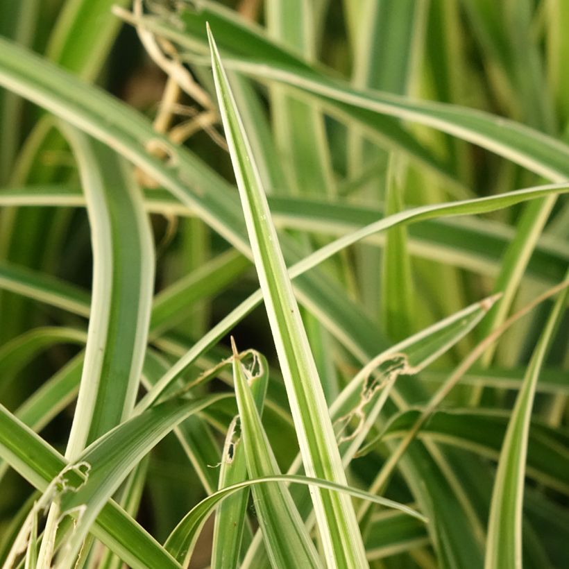 Carex muskingumensis variegata - Palmzegge (Blad)