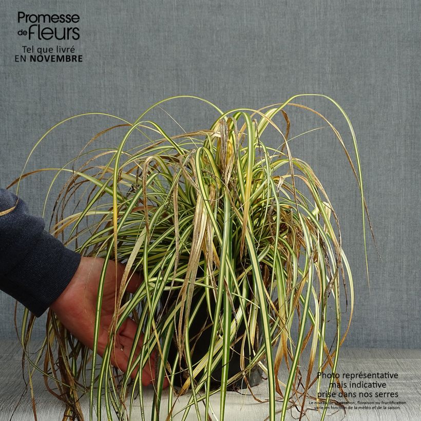 Exemplaar van Carex oshimensis Everest - Japanse zegge Pot van 2 l/3 l zoals geleverd in de herfst