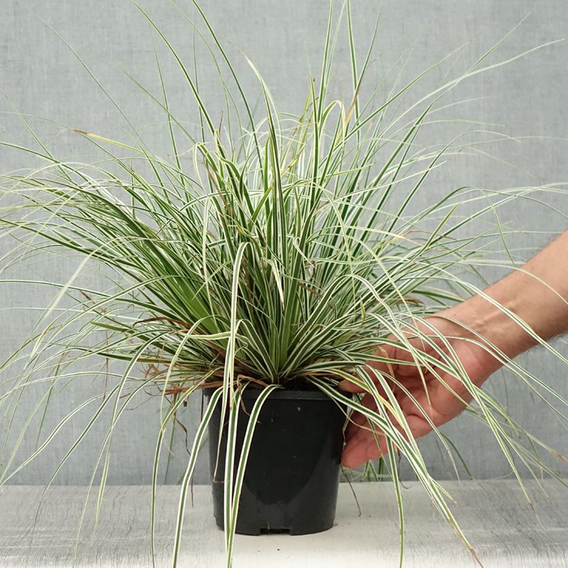 Exemplaar van Carex oshimensis Everest - Japanse zegge Pot van 2 l/3 l zoals geleverd in de zomer