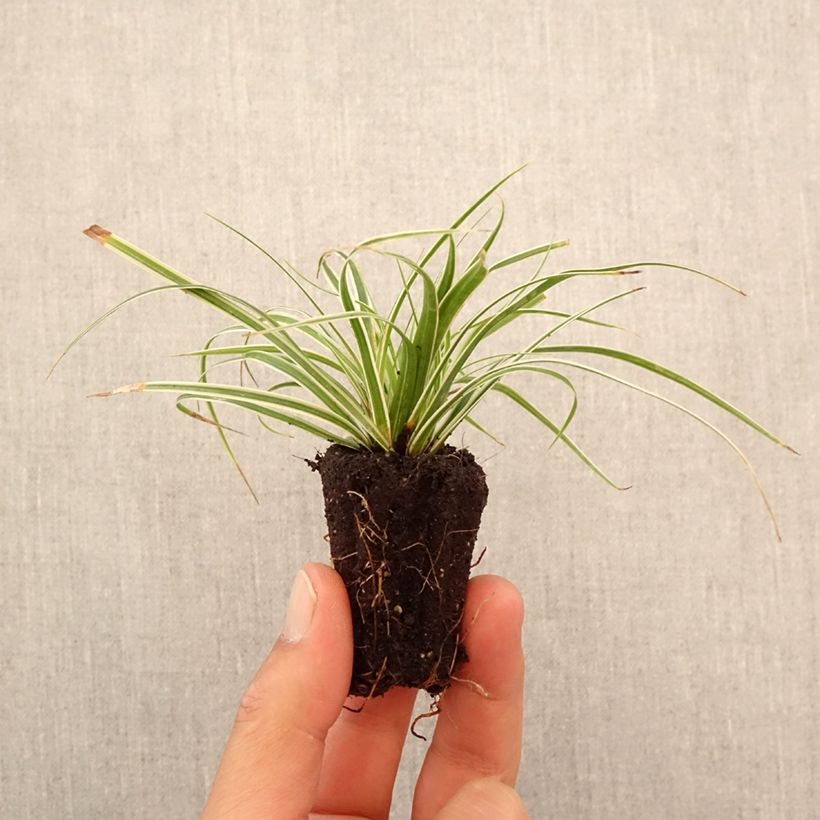 Exemplaar van Carex oshimensis Everest - Japanse zegge Mini-mot Ø 3/4 cm zoals geleverd in de herfst
