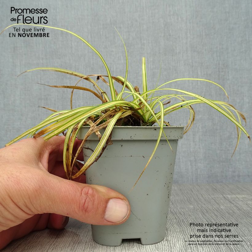 Exemplaar van Carex oshimensis Evergold - Japanse zegge Kweekpotje van 8/9 cm zoals geleverd in de herfst