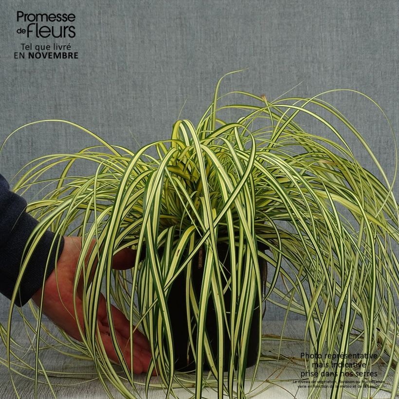 Exemplaar van Carex oshimensis Evergold - Japanse zegge Pot van 2 l/3 l zoals geleverd in de herfst