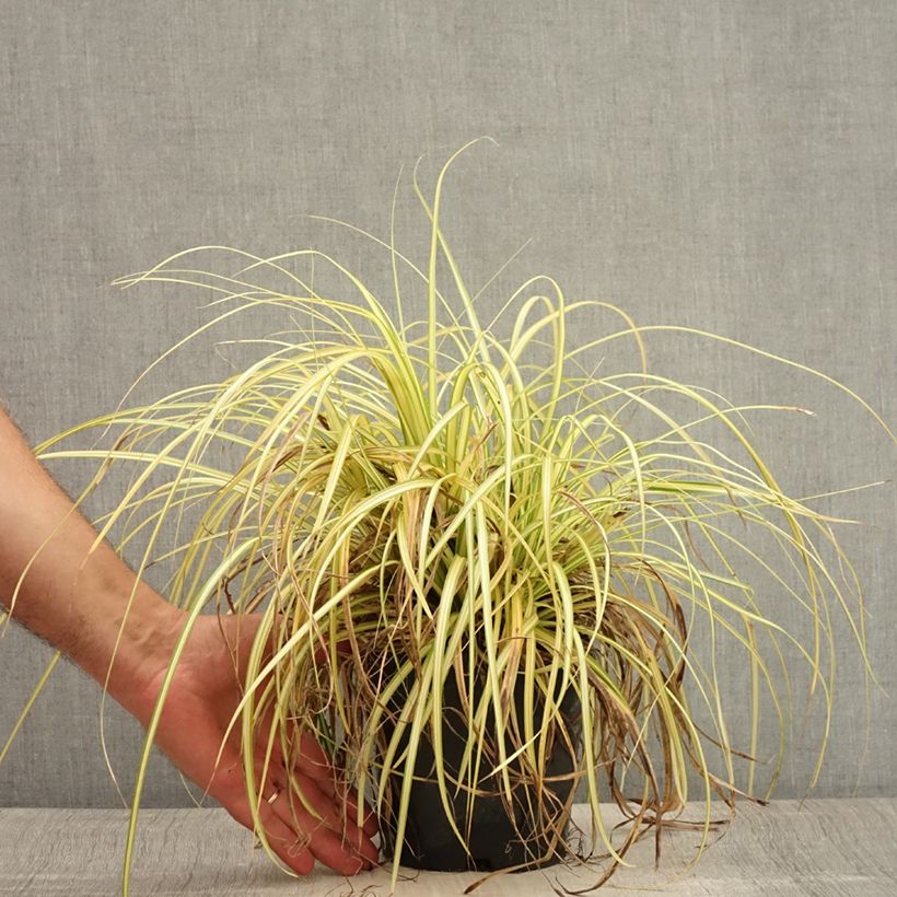 Exemplaar van Carex oshimensis Evergold - Japanse zegge Pot van 2 l/3 l zoals geleverd in de zomer