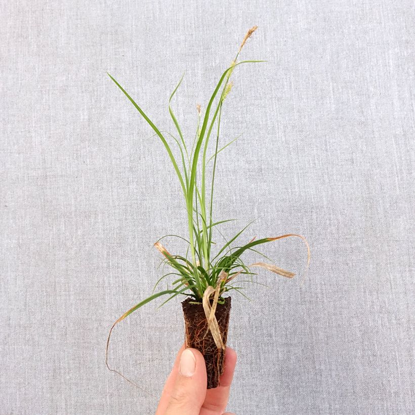 Exemplaar van Carex oshimensis EverColor Everlime - Japanse zegge Mini-mot Ø 3/4 cm zoals geleverd in de lente