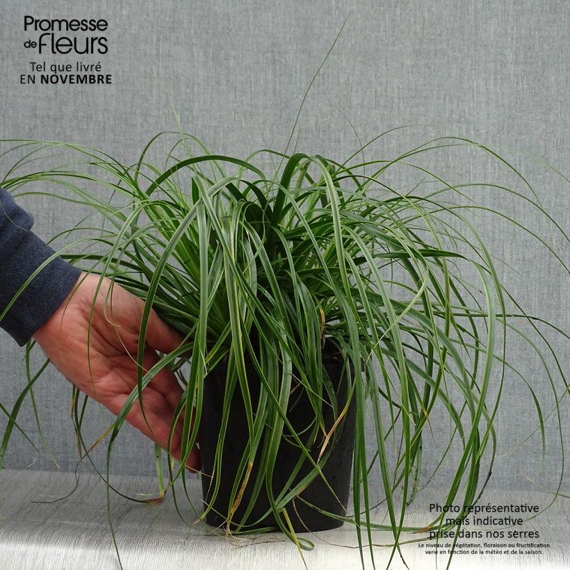 Exemplaar van Carex oshimensis EverColor Everlime - Japanse zegge Pot van 2 l/3 l zoals geleverd in de herfst