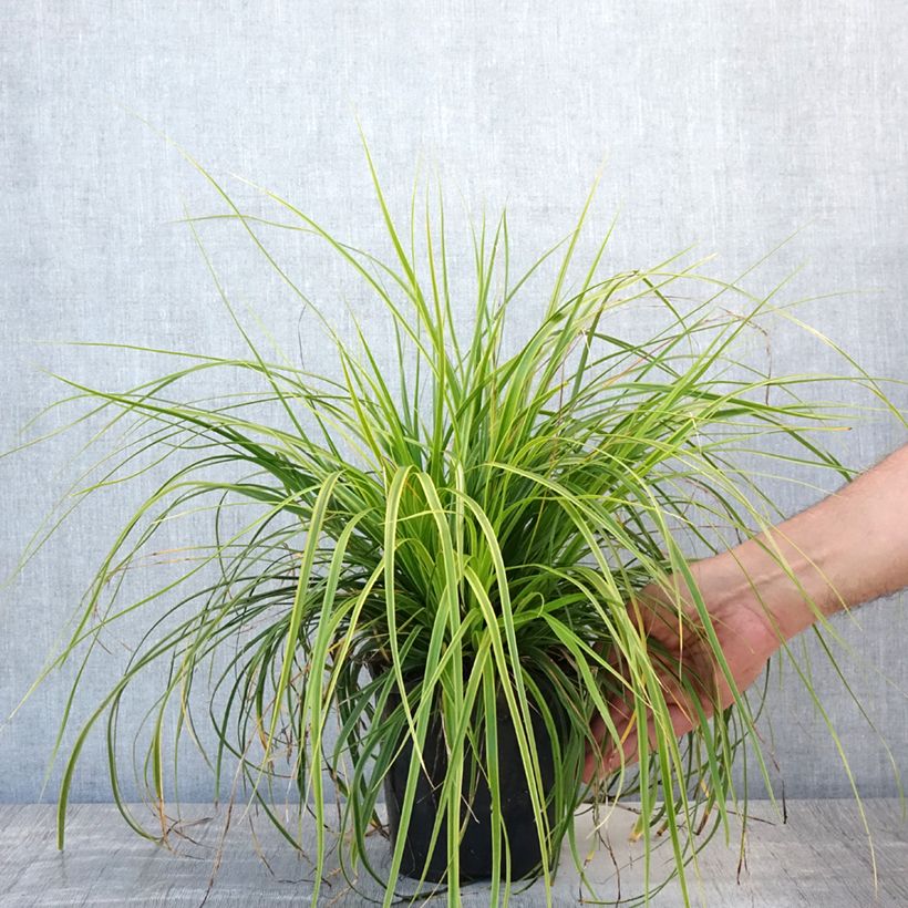 Exemplaar van Carex oshimensis EverColor Everlime - Japanse zegge Pot van 2 l/3 l zoals geleverd in de zomer