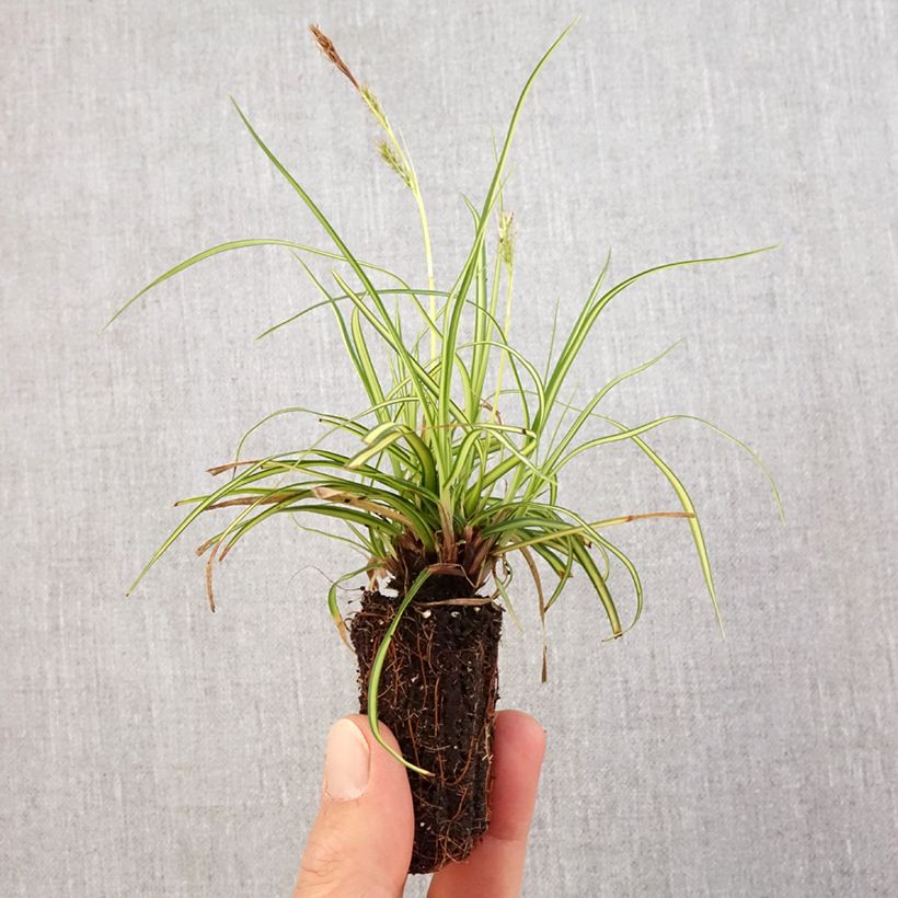 Exemplaar van Carex oshimensis EverColor Eversheen - Japanse zegge Mini-mot Ø 3/4 cm zoals geleverd in de lente