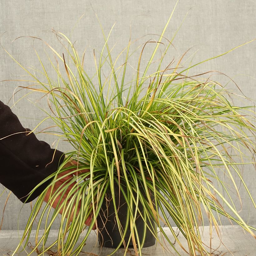Exemplaar van Carex oshimensis EverColor Eversheen - Japanse zegge Pot van 2 l/3 l zoals geleverd in de herfst