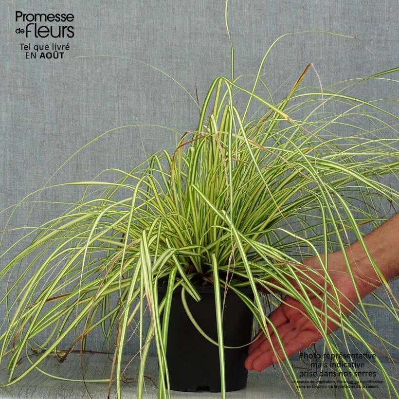 Exemplaar van Carex oshimensis EverColor Eversheen - Japanse zegge Pot van 2 l/3 l zoals geleverd in de zomer