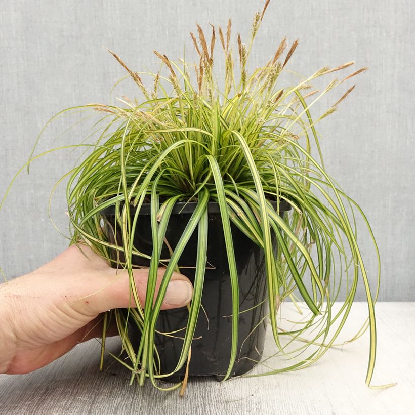 Exemplaar van Carex oshimensis EverColor Eversheen - Japanse zegge Pot van 2 l/3 l zoals geleverd in de lente