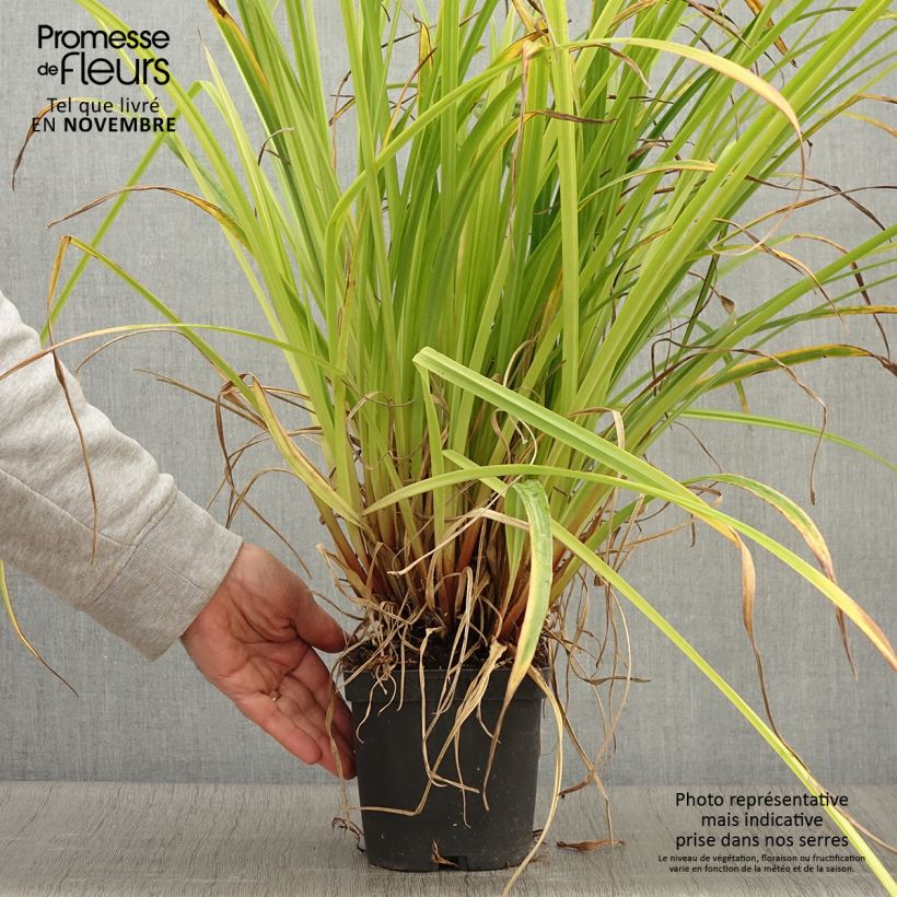 Exemplaar van Carex pendula - Hangende zegge Pot van 2 l/3 l zoals geleverd in de herfst