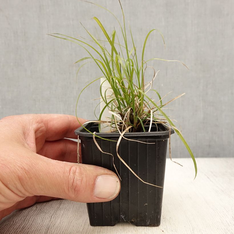 Exemplaar van Carex pensylvanica - Carex ou Laîche de Pennsylvanie Kweekpotje van 8/9 cm zoals geleverd in de lente