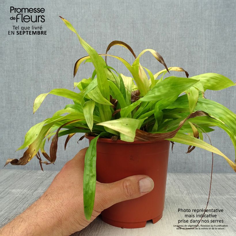 Exemplaar van Carex plantaginea - Breedbladige zegge Pot van 1 l/1,5 l zoals geleverd in de herfst