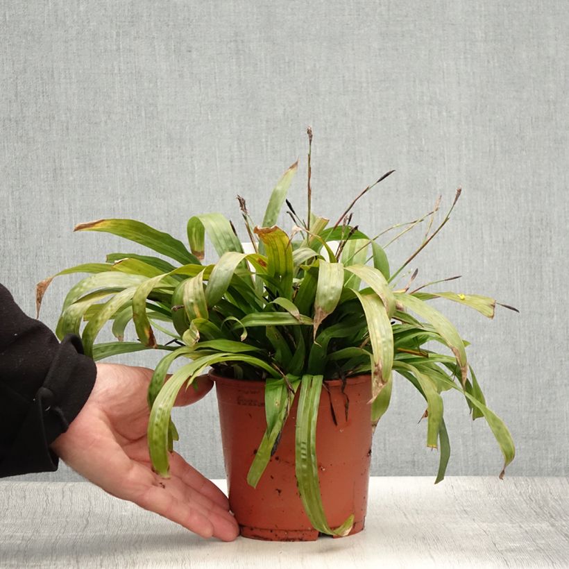 Exemplaar van Carex plantaginea - Breedbladige zegge Pot van 1 l/1,5 l zoals geleverd in de zomer