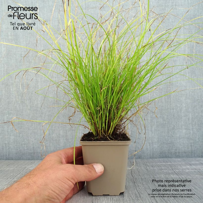 Exemplaar van Carex remota - IJle zegge Kweekpotje van 8/9 cm zoals geleverd in de zomer
