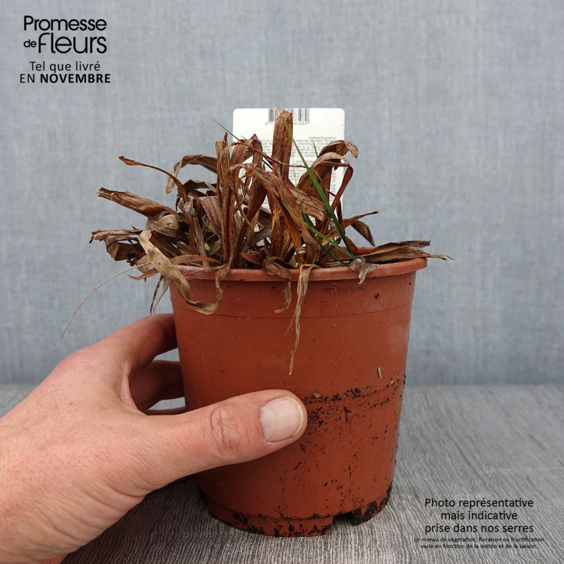 Exemplaar van Carex siderosticta Variegata - Laîche Pot de 1L/1,5L zoals geleverd in de herfst