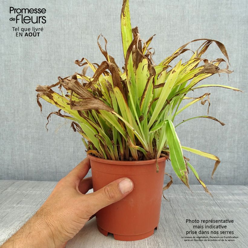 Exemplaar van Carex siderosticha Variegata - Breedbladzegge Pot van 1 l/1,5 l zoals geleverd in de zomer