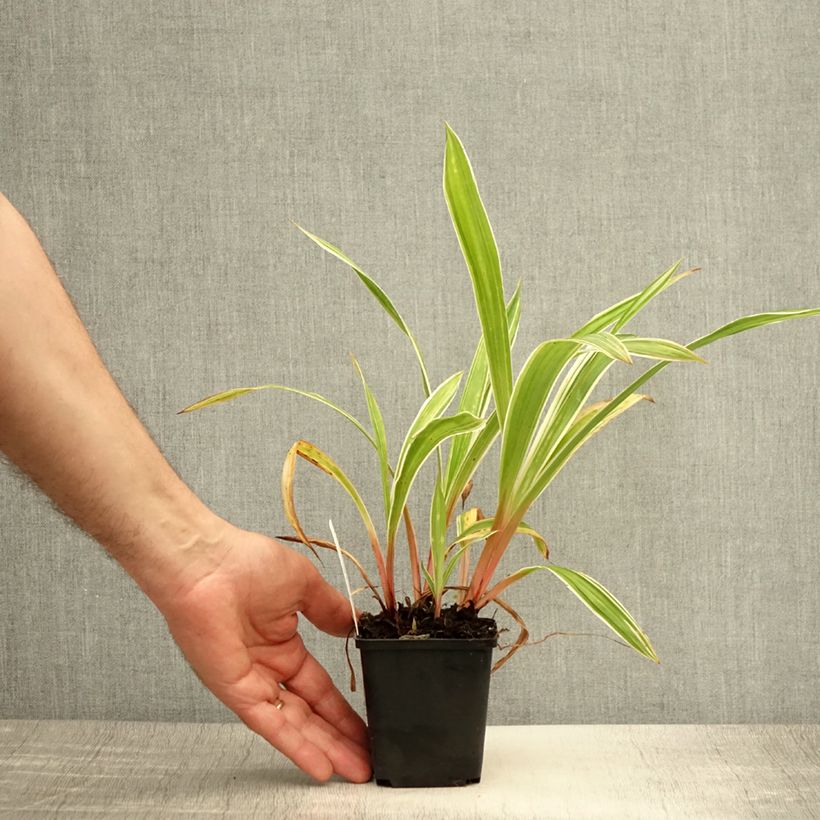Exemplaar van Carex siderosticha Variegata - Breedbladzegge Kweekpotje van 8/9 cm zoals geleverd in de zomer