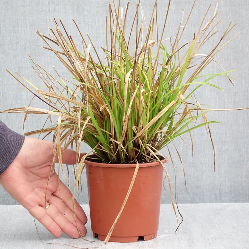 Exemplaar van Carex sylvatica - Boszegge Pot van 1 l/1,5 l zoals geleverd in de herfst