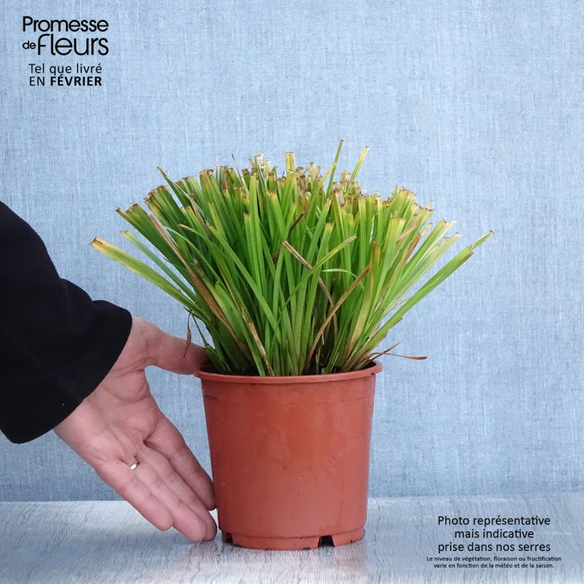 Exemplaar van Carex sylvatica - Laîche des bois Pot de 1L/1,5L zoals geleverd in de winter