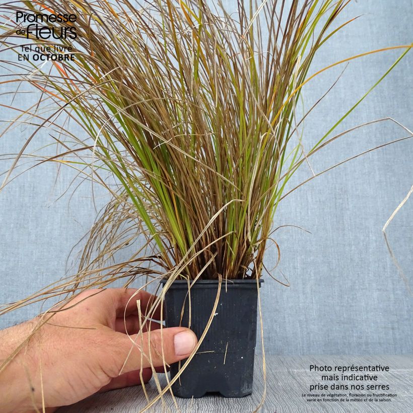 Exemplaar van Carex testacea Lime Shine - Oranjezegge Kweekpotje van 8/9 cm zoals geleverd in de herfst