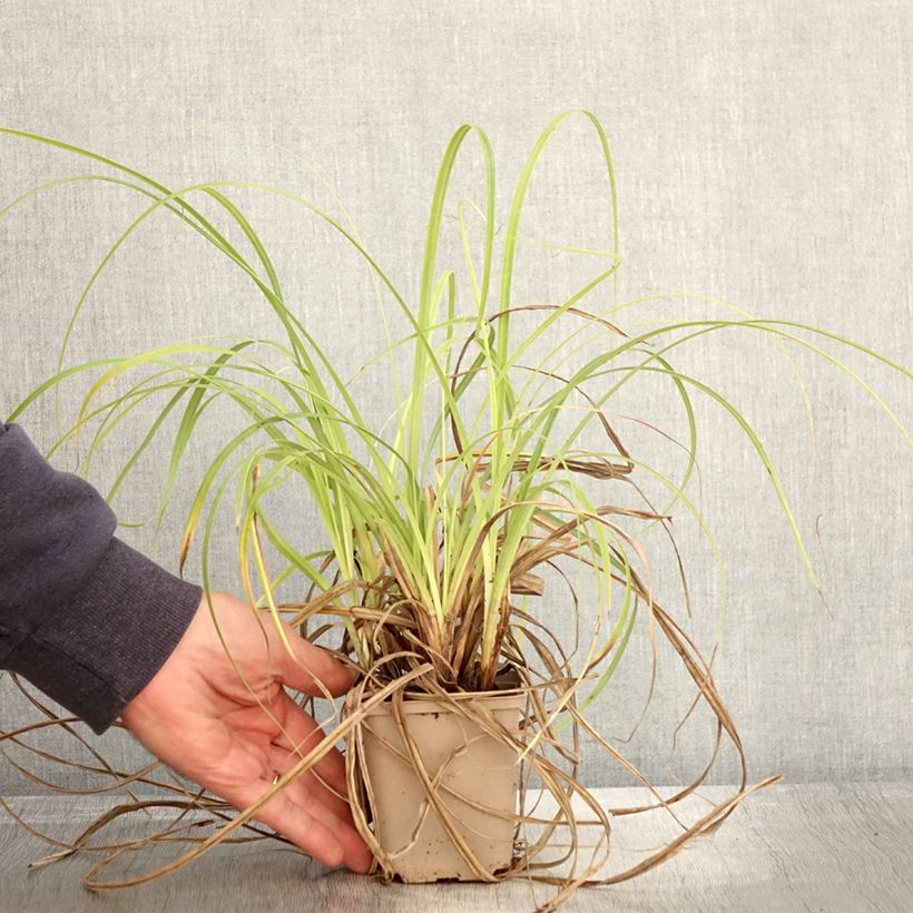 Exemplaar van Carex trifida Rekohu Sunrise - Driedelige zegge Kweekpotje van 8/9 cm zoals geleverd in de herfst