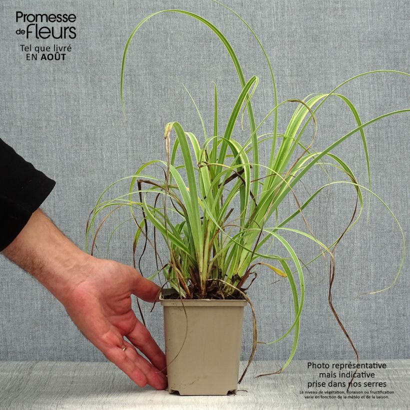 Exemplaar van Carex trifida Rekohu Sunrise - Driedelige zegge Kweekpotje van 8/9 cm zoals geleverd in de zomer
