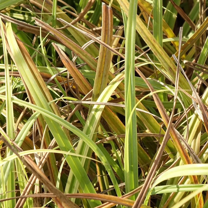 Carex trifida Rekohu Sunrise - Driedelige zegge (Blad)