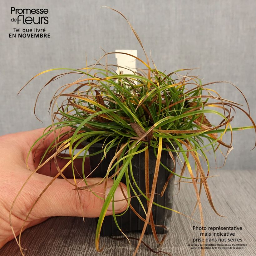 Exemplaar van Carex umbrosa - Schaduwzegge Kweekpotje van 8/9 cm zoals geleverd in de herfst