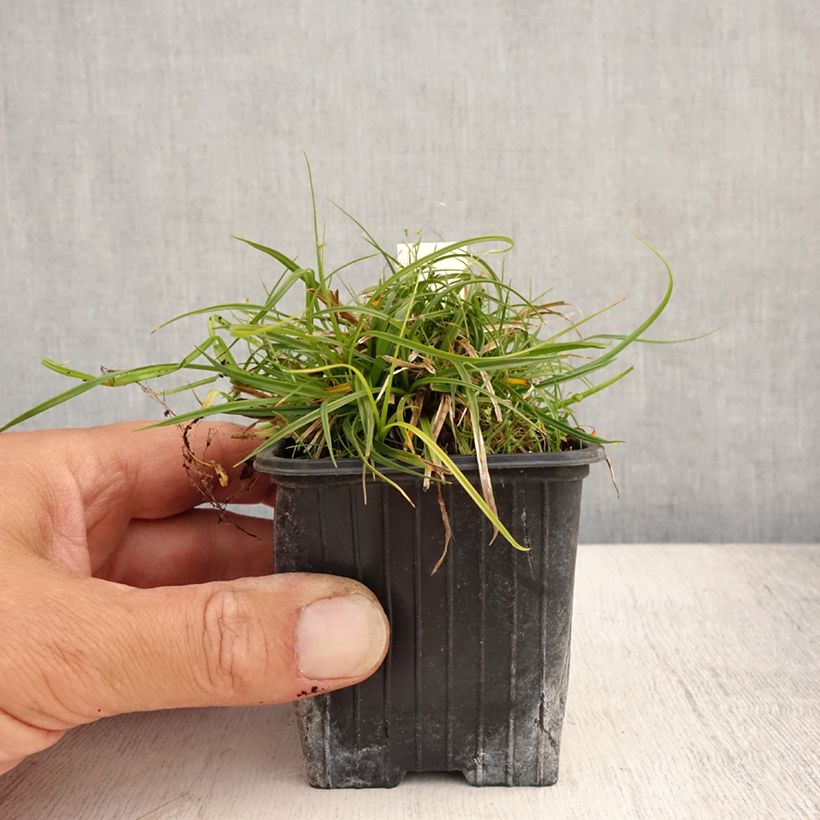 Exemplaar van Carex umbrosa - Schaduwzegge Kweekpotje van 8/9 cm zoals geleverd in de zomer