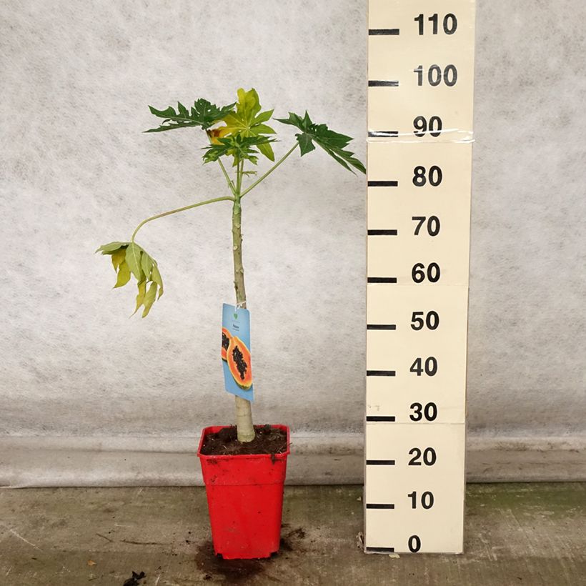 Exemplaar van Papaja - Carica papaya Pot van 6 l/7 l zoals geleverd in de herfst